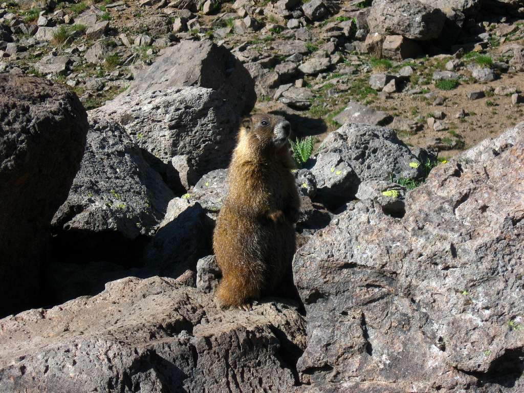 Grizzly marmot