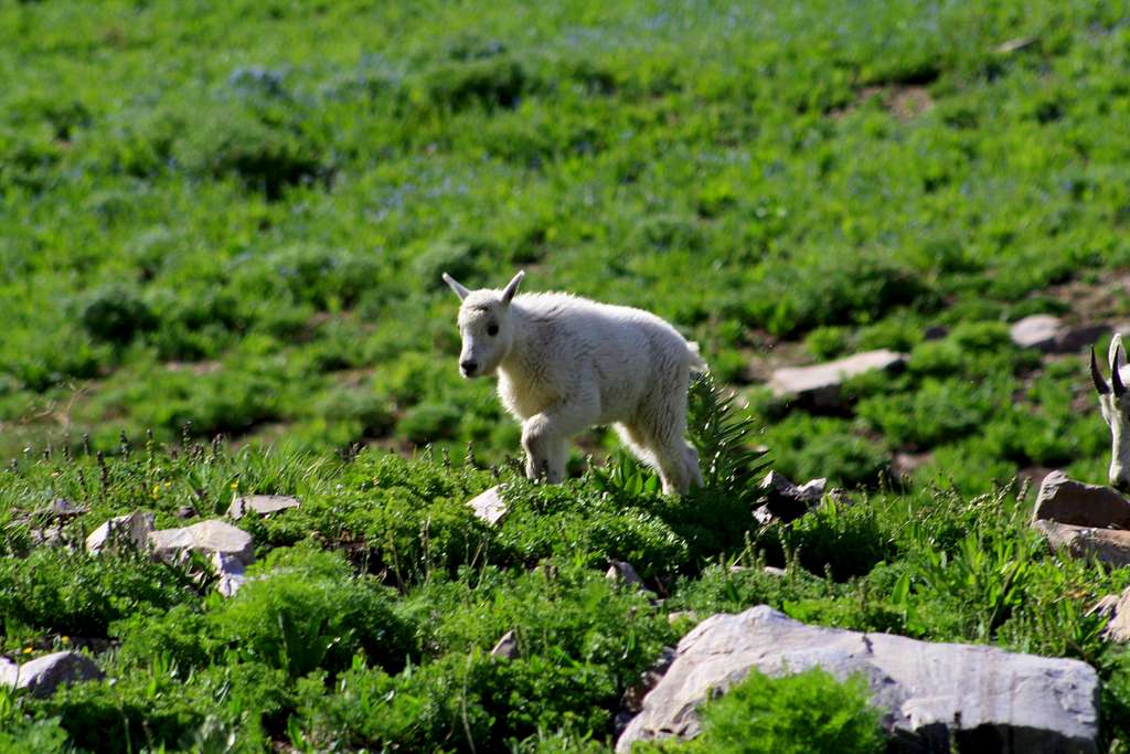 A Baby Mountain Goat up close on Timpanogos