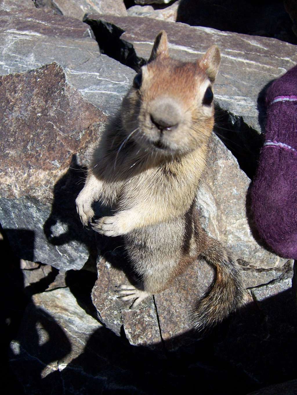 A bold Golden-Mantled Ground Squirrel on the summit of Mount Tallac