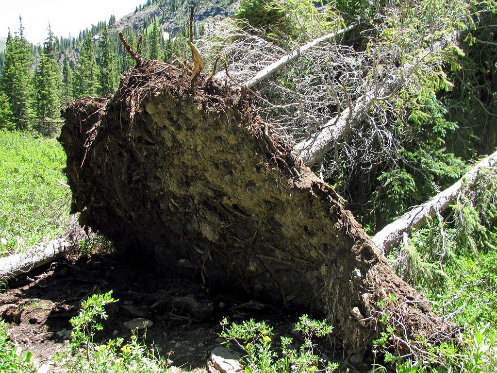 Uprooted trees