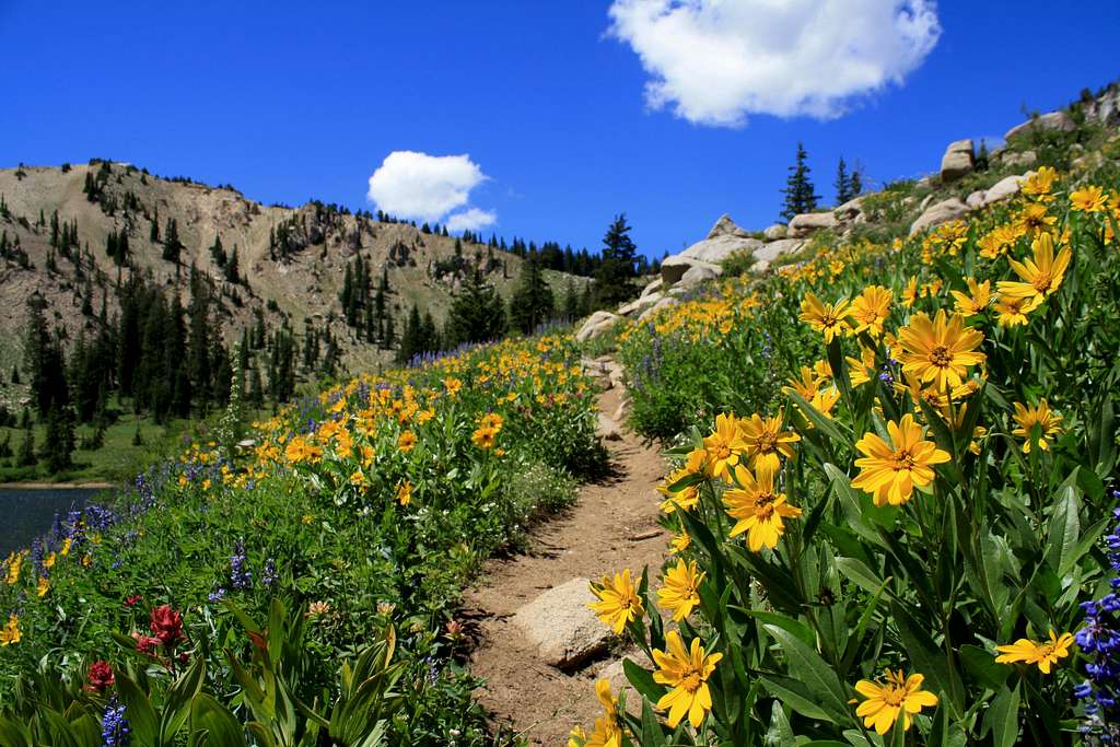 Wildflowers at Lake Catherine