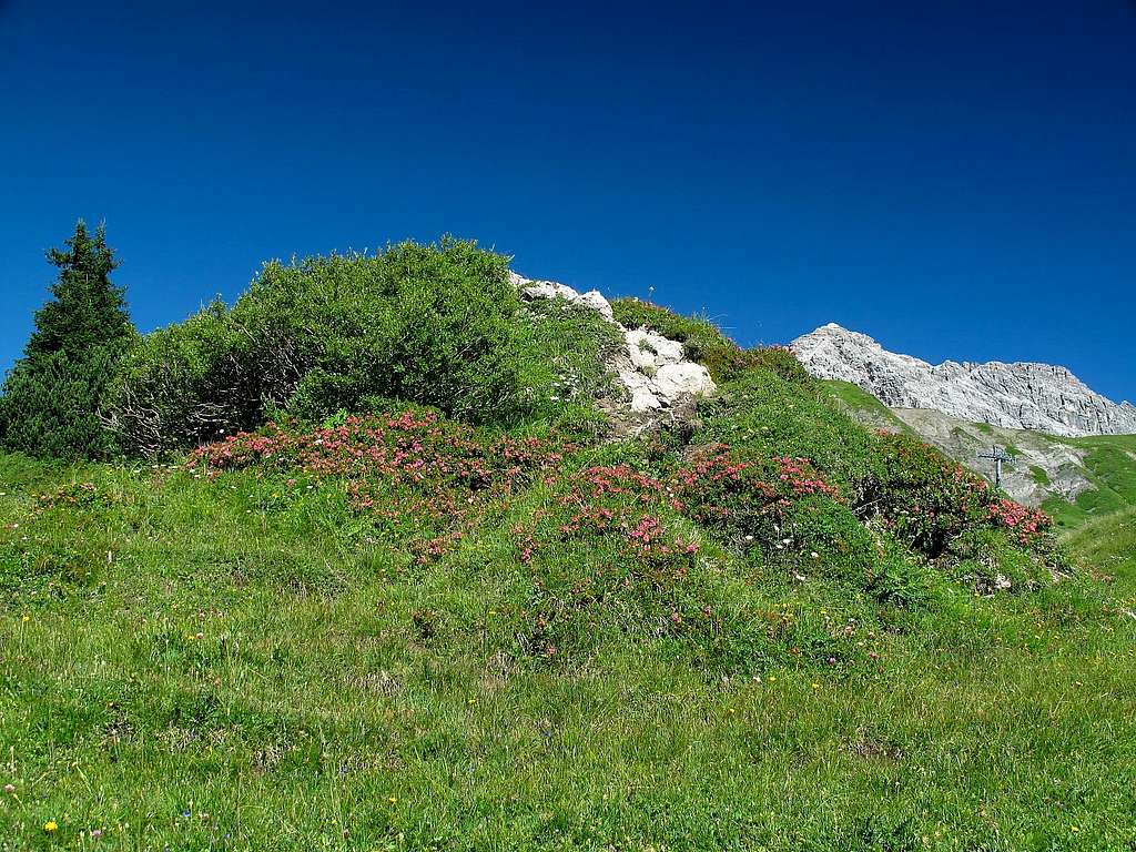 Alpine rhododendrons and Mohnenfluh (2544m)