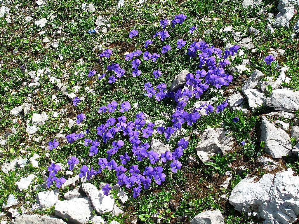 Heartsease (Viola tricolor) near the trail between Mohnensattel and Butzensee
