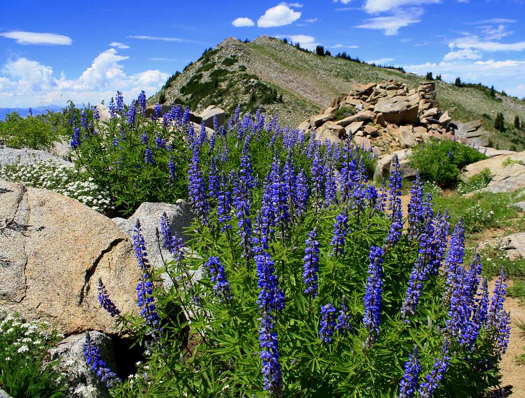 Mt Wolverine through the Lupines
