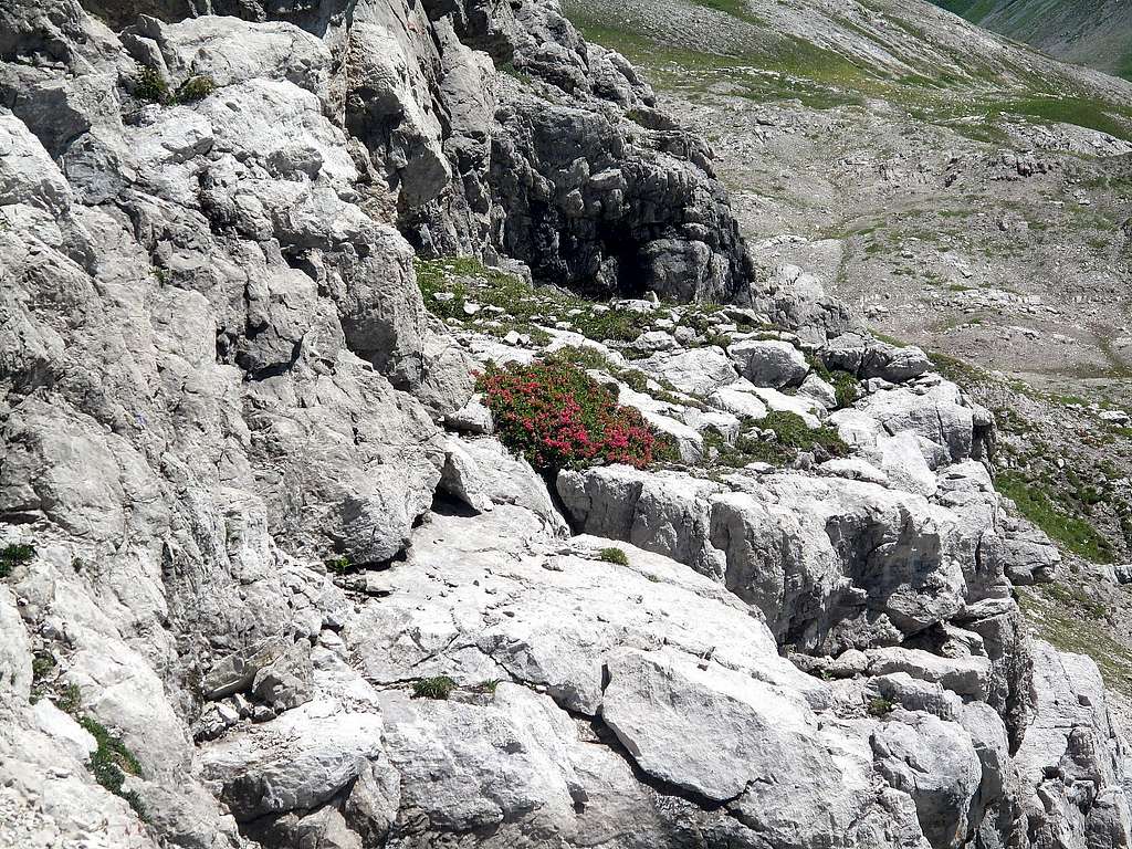 A bush of alpine rhododendrons amidst the rock