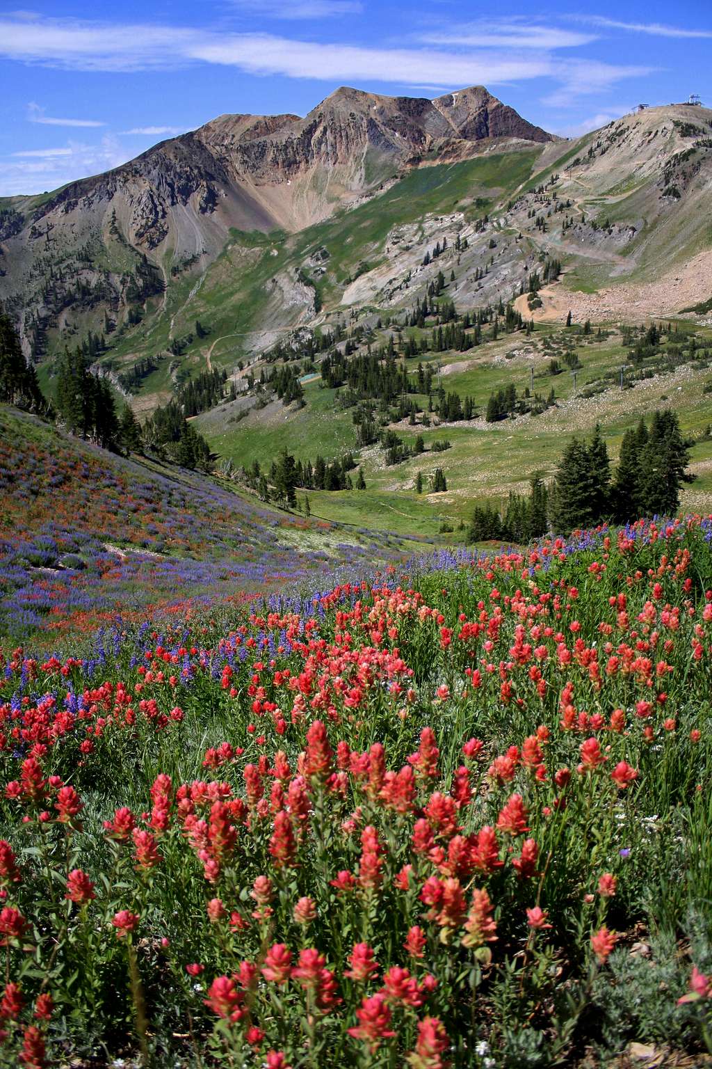 A field of Indian Paintbrush and the American Fork Twins