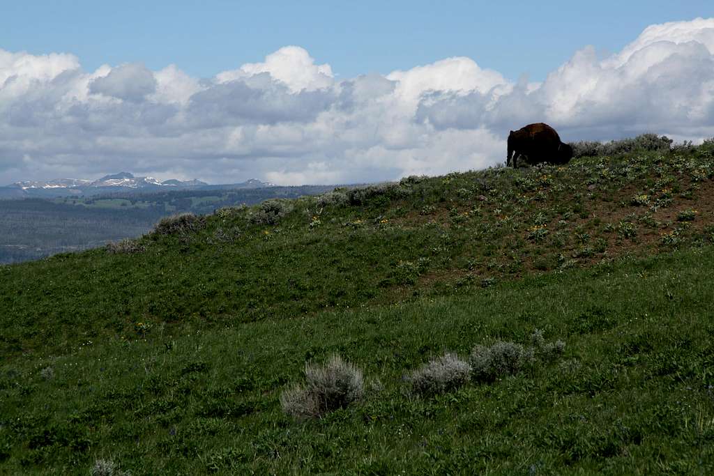 Bison on the Ridge