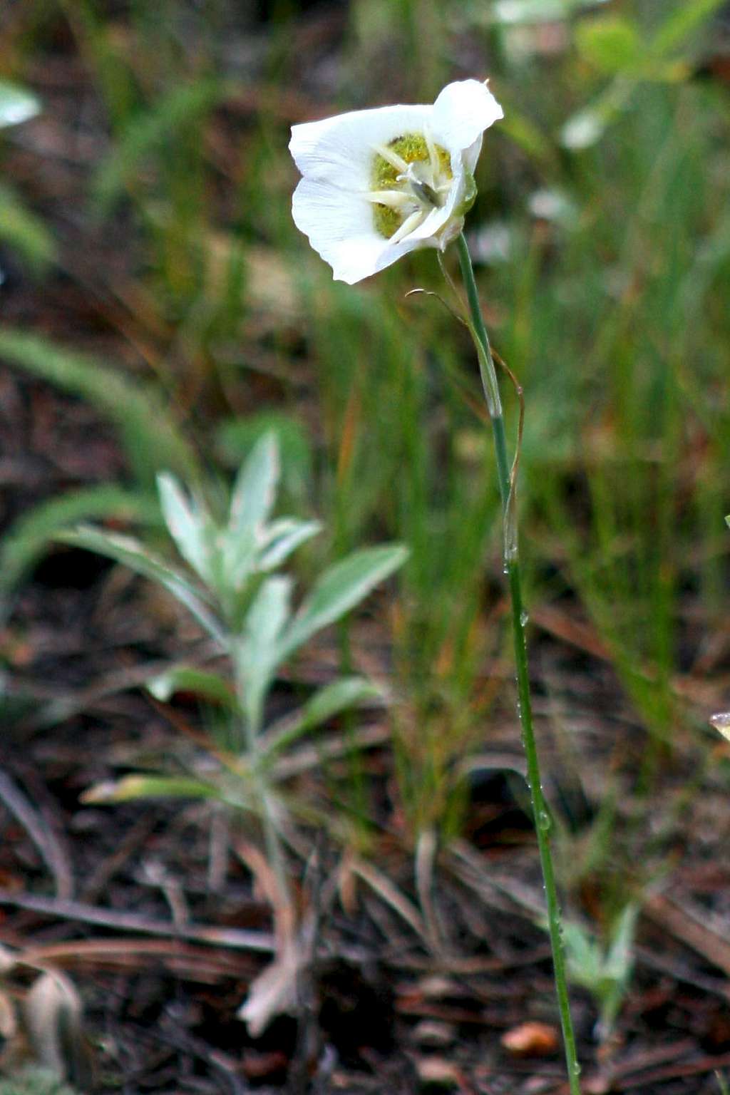 Sego Lily on Deer Mountain