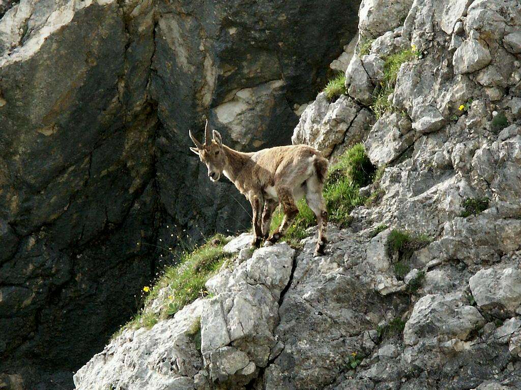 Young ibex in the Triglav National Park 