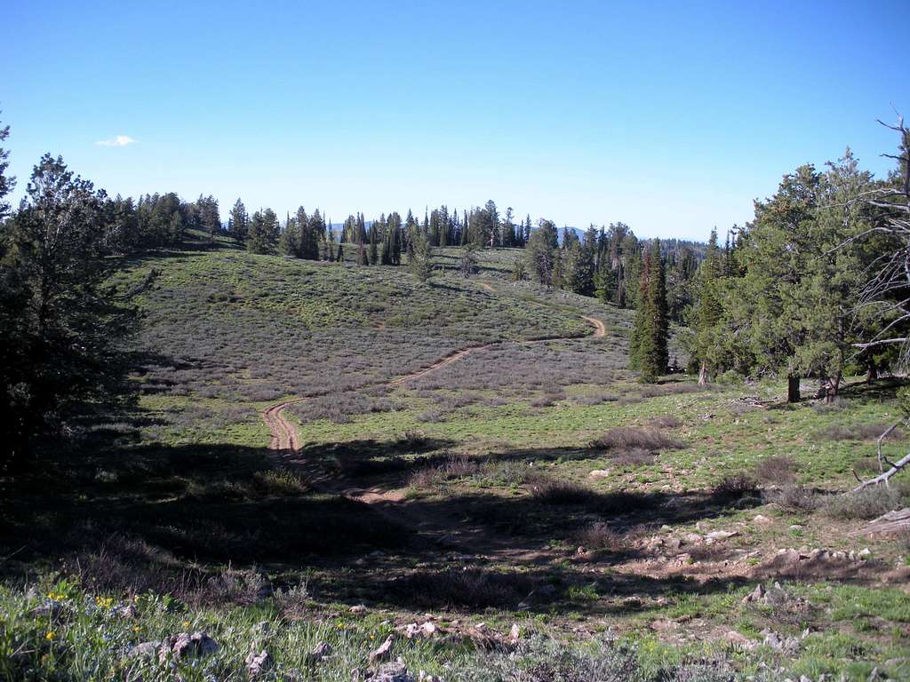 Summit meadow from top