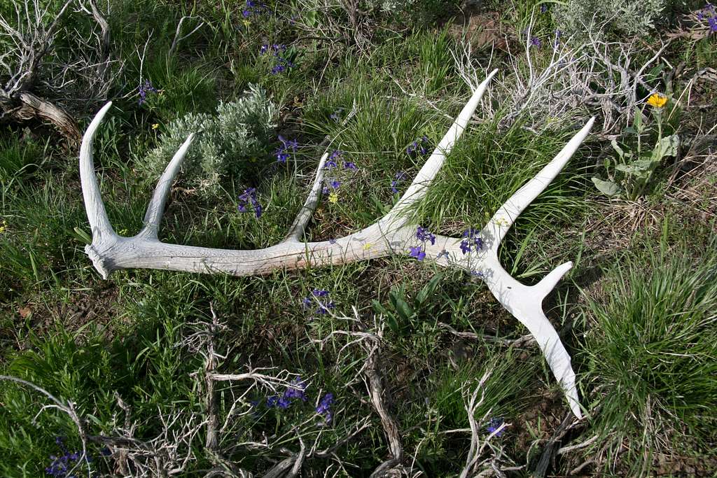 Elk Antler