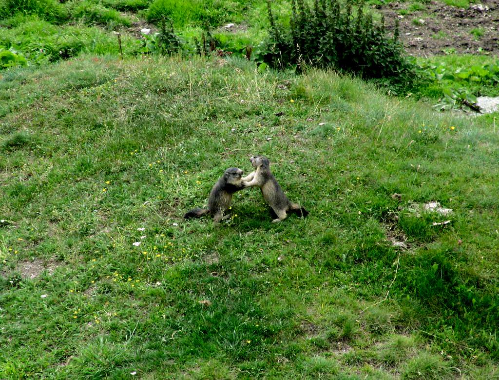 Marmots wrestling