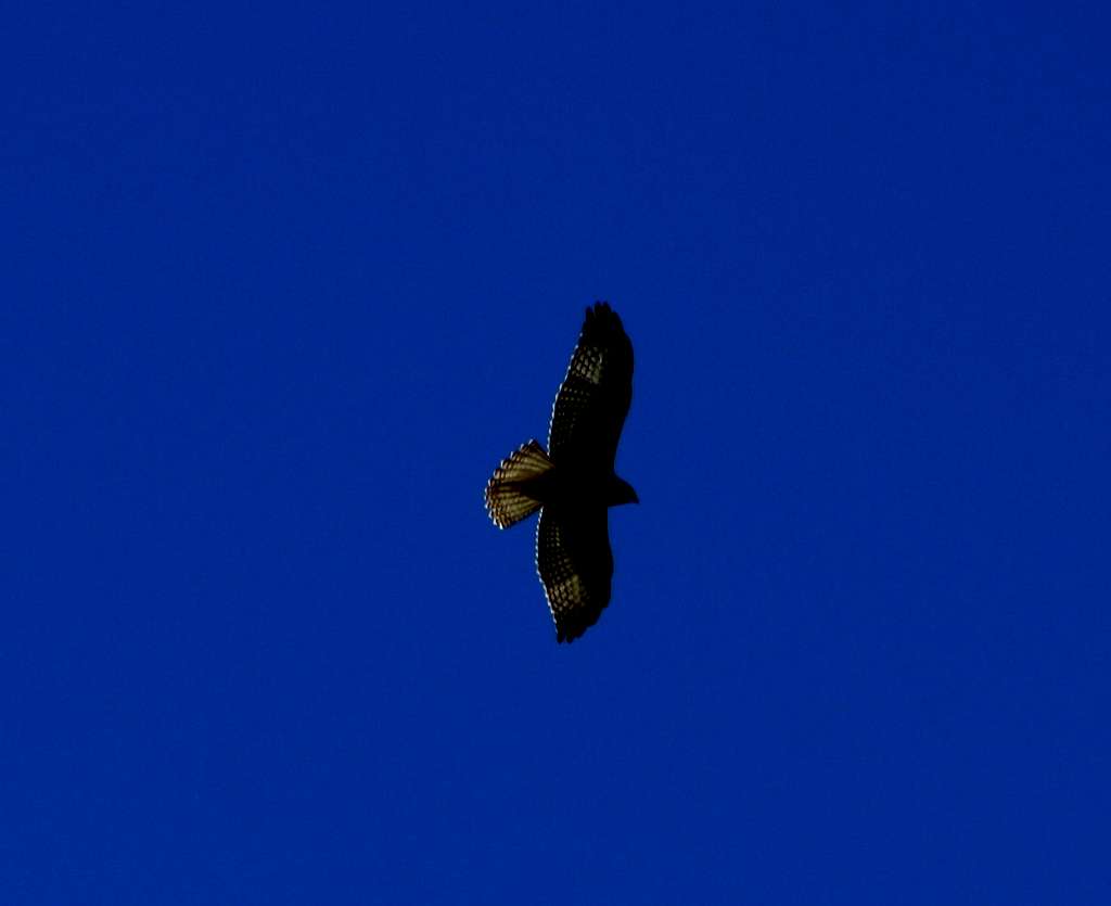 A hawk flying above The Butterfield Peaks