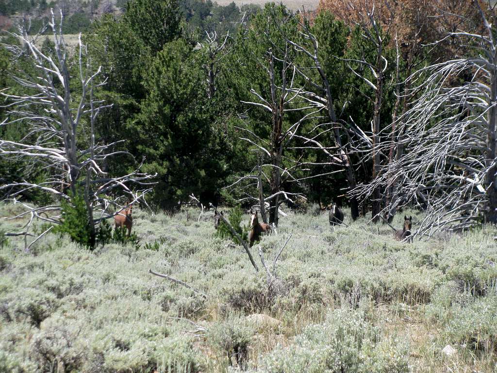 Wild horses below Whiskey Peak