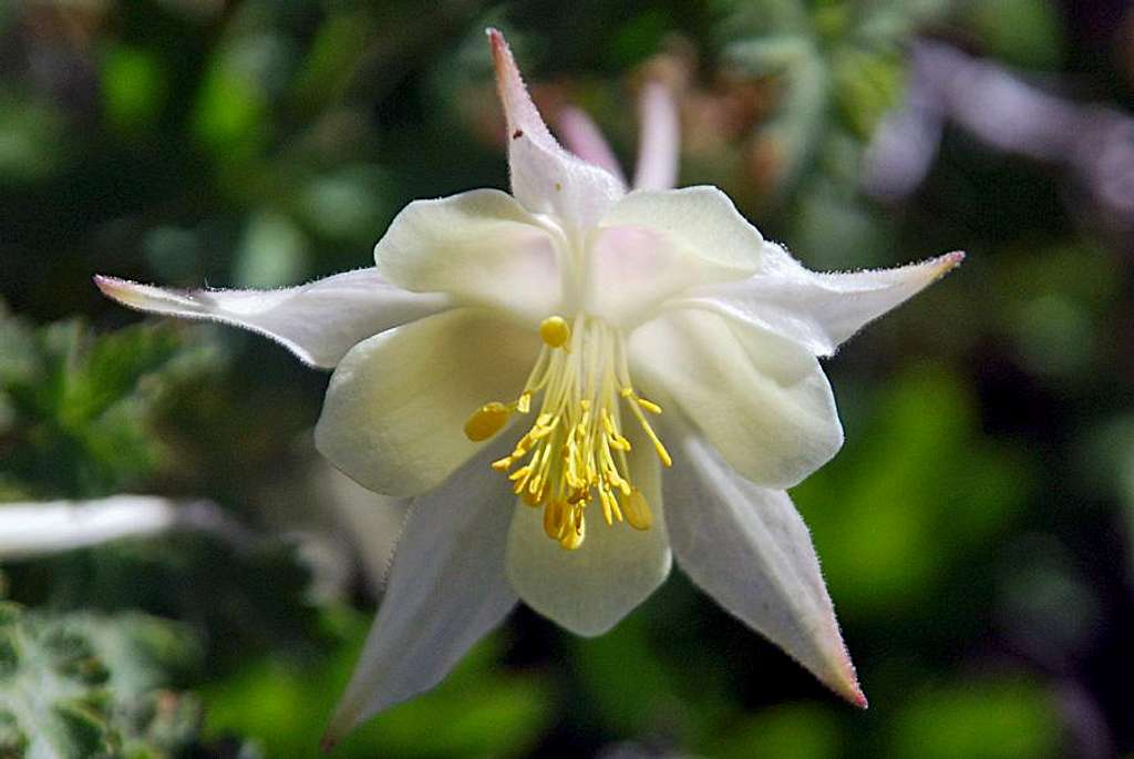 Sierra Columbine