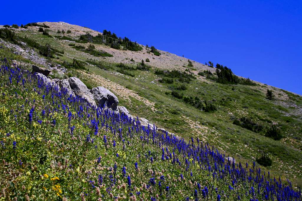 A whole field of Delphinium on Box Elder Peak