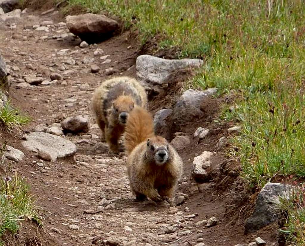 Marmots