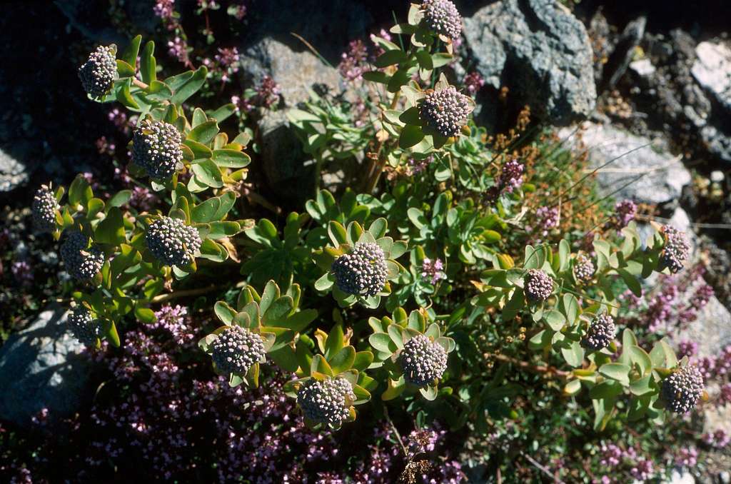 Alpine flowers