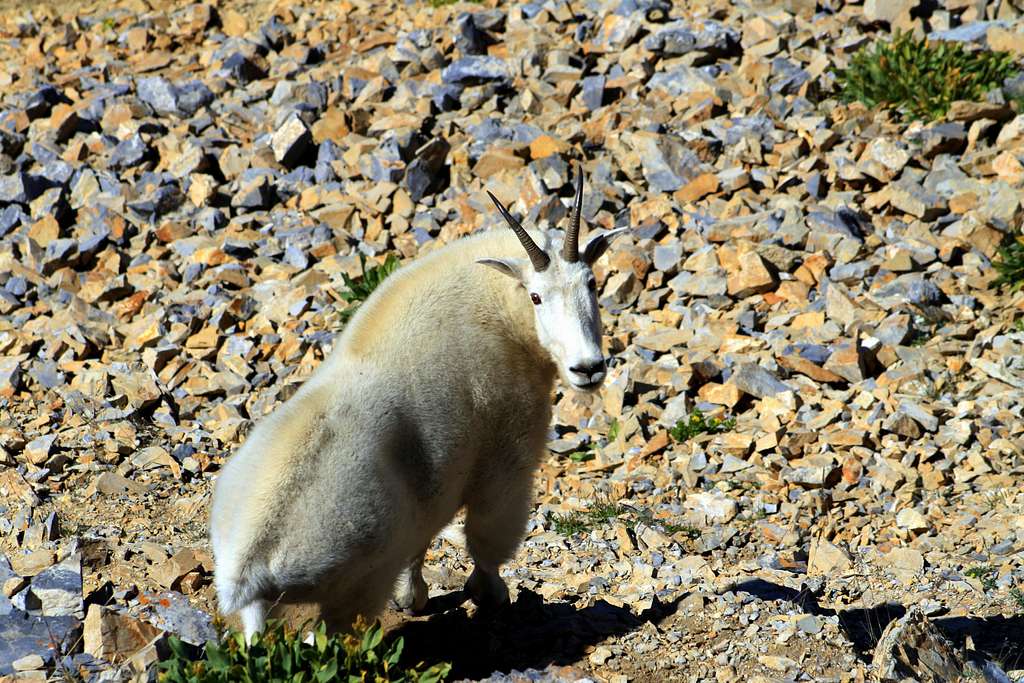 Sneaking up on a Mountain Goat.....