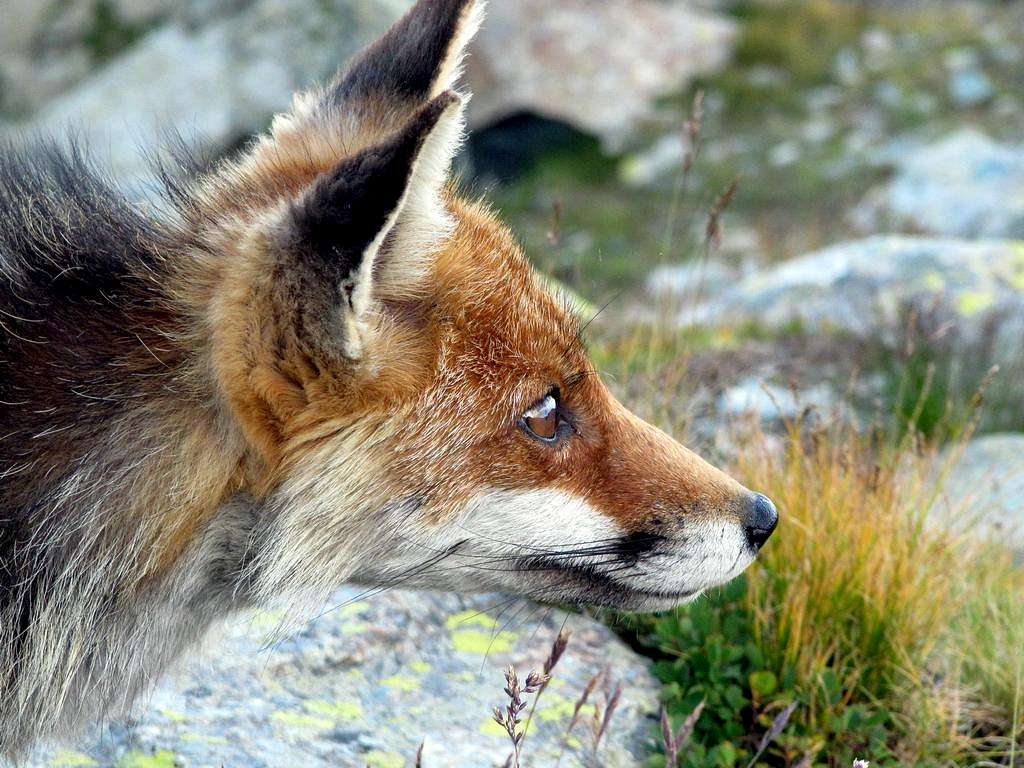 Fox of Monviso, close up