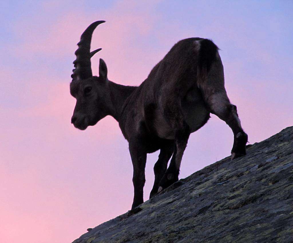 Ibex of Monviso