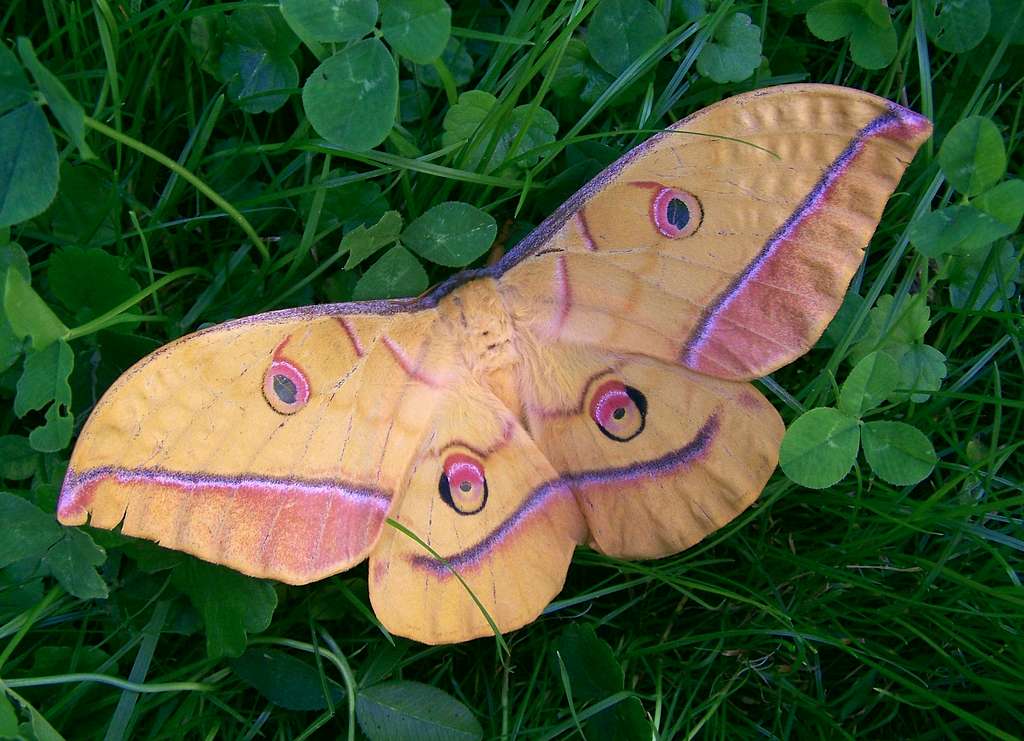 Europe's largest moth