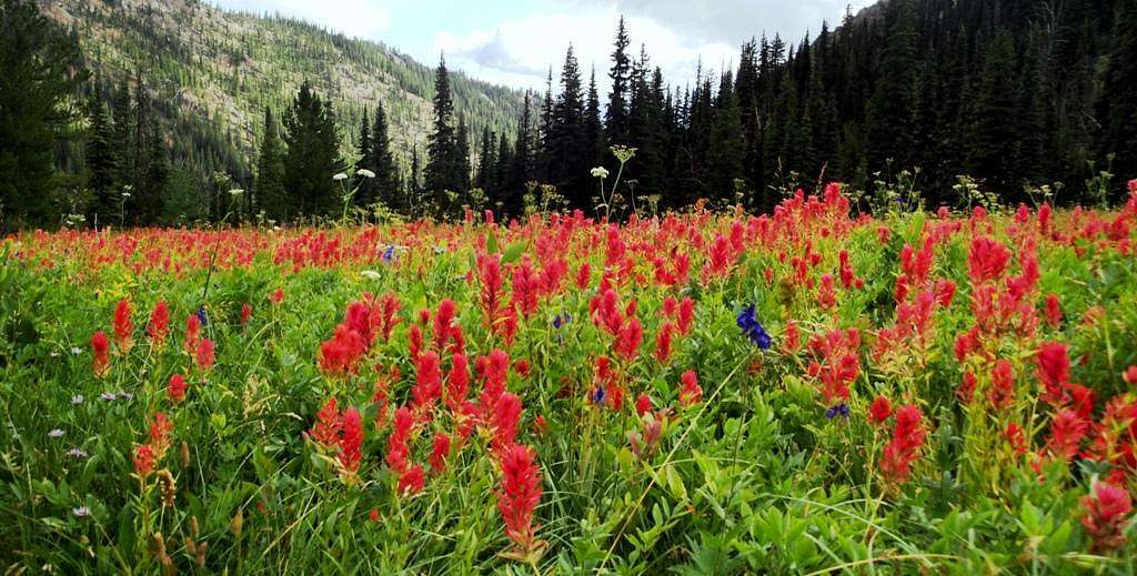 Meadows Of Red