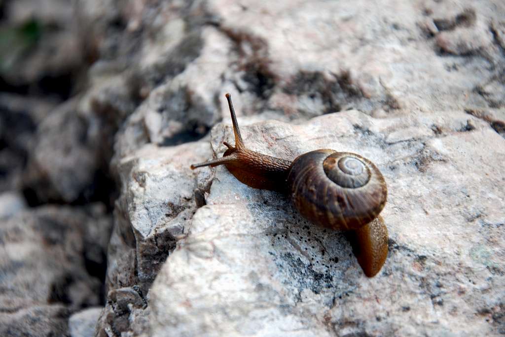 Rocky snail