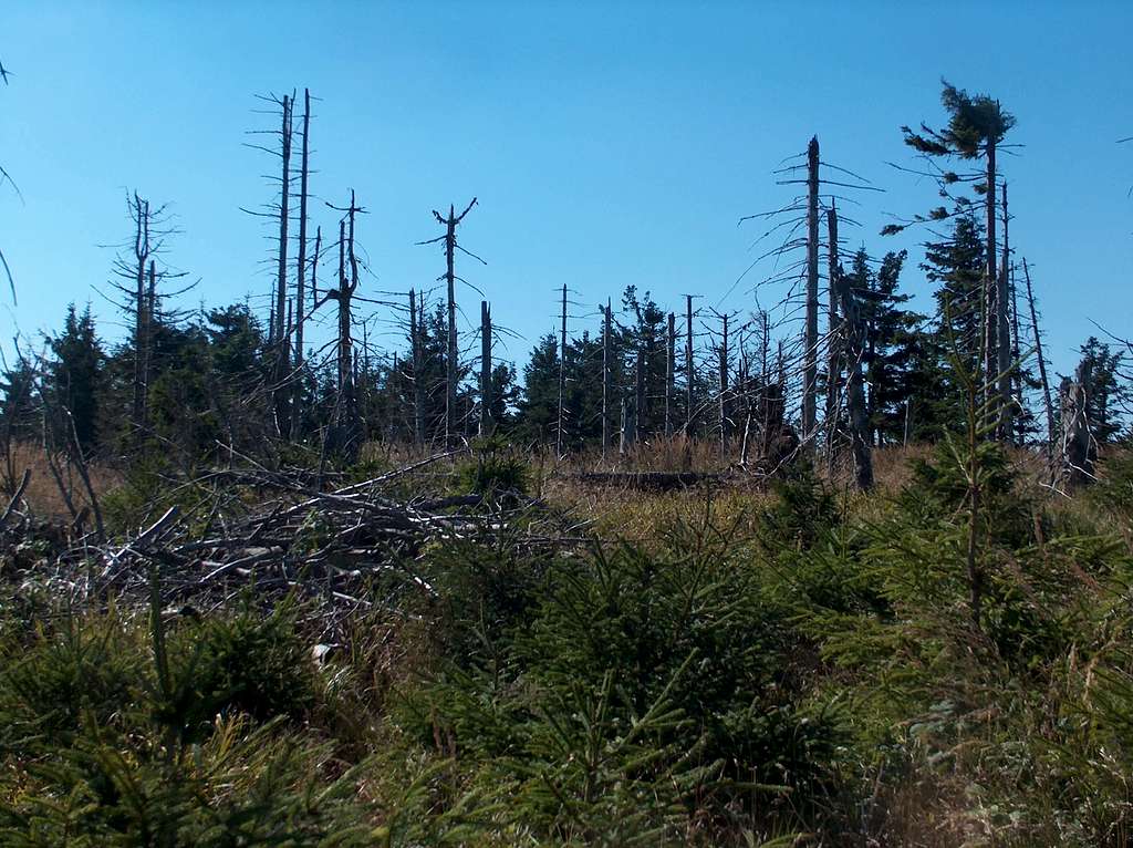 The top of Medvědí Vrch, a battlefield of dead trees.