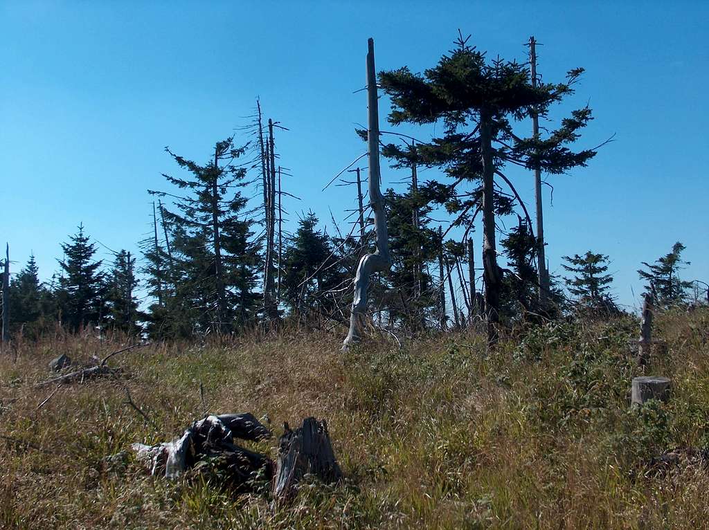 The top of Medvědí Vrch, a battlefield of dead trees.