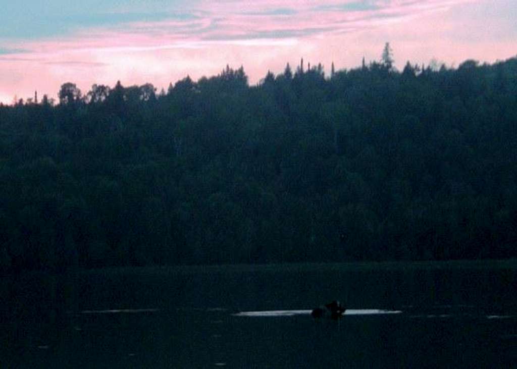 Moose at Sunset