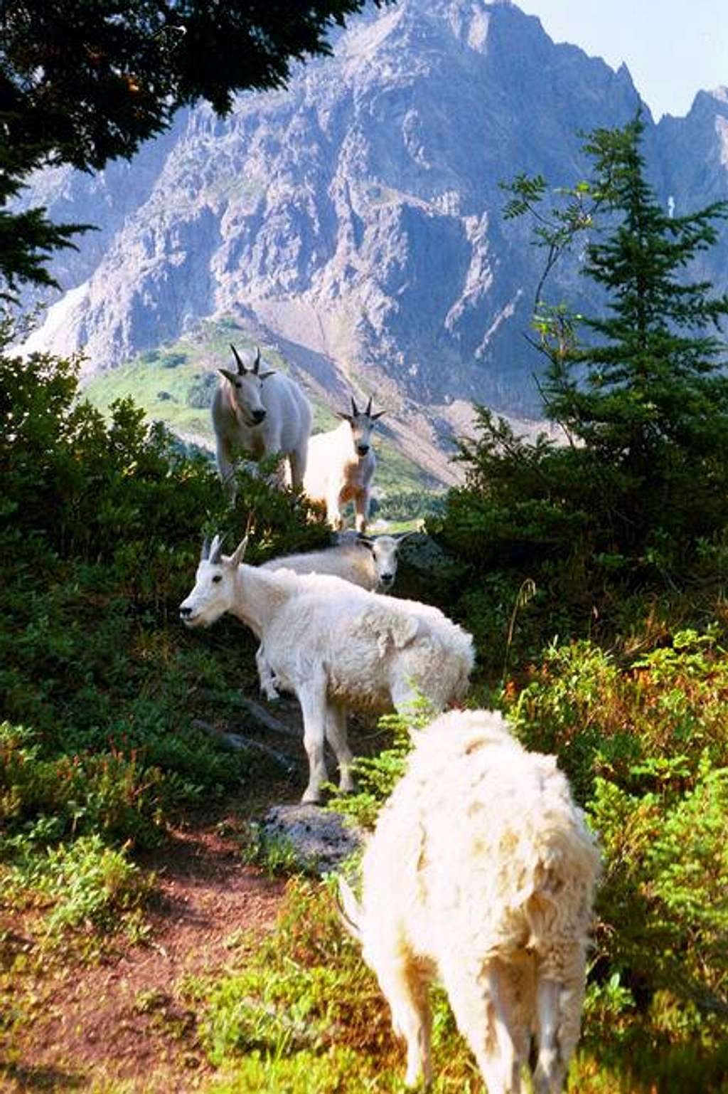 Goats at Cascade Pass.