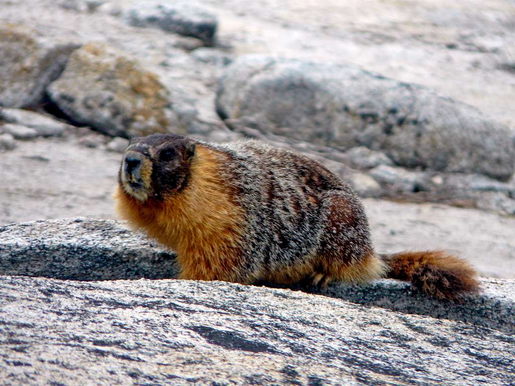 Marmot on Yosemite Point 