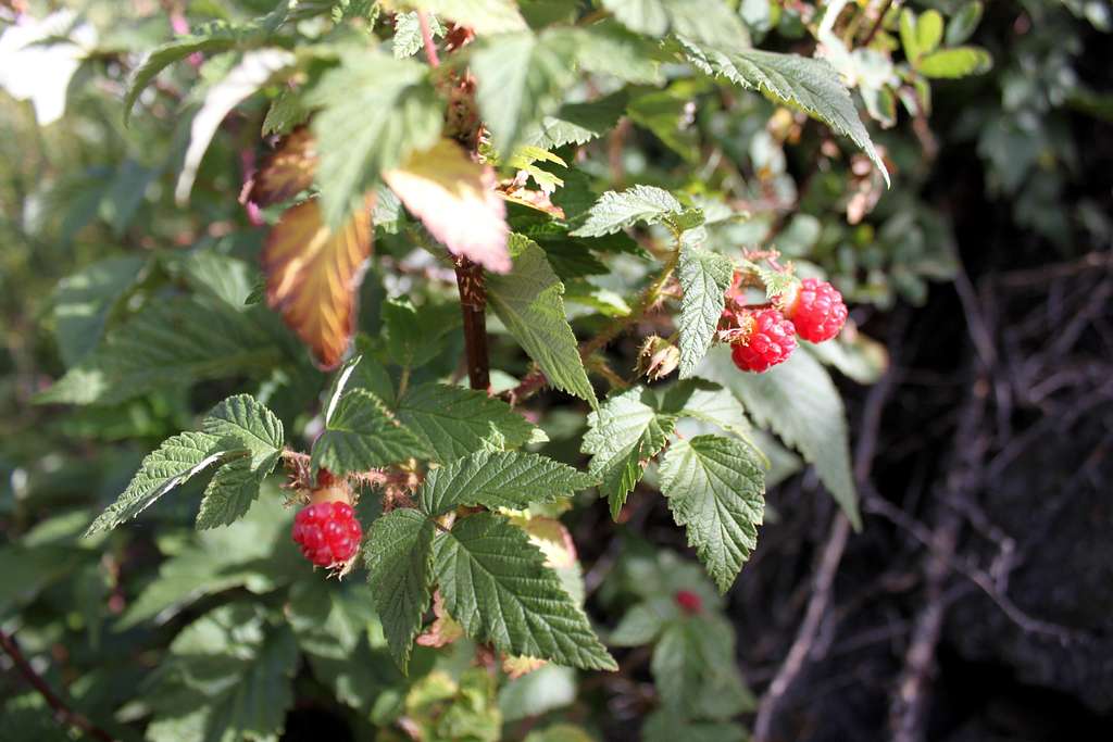 Rasberries
