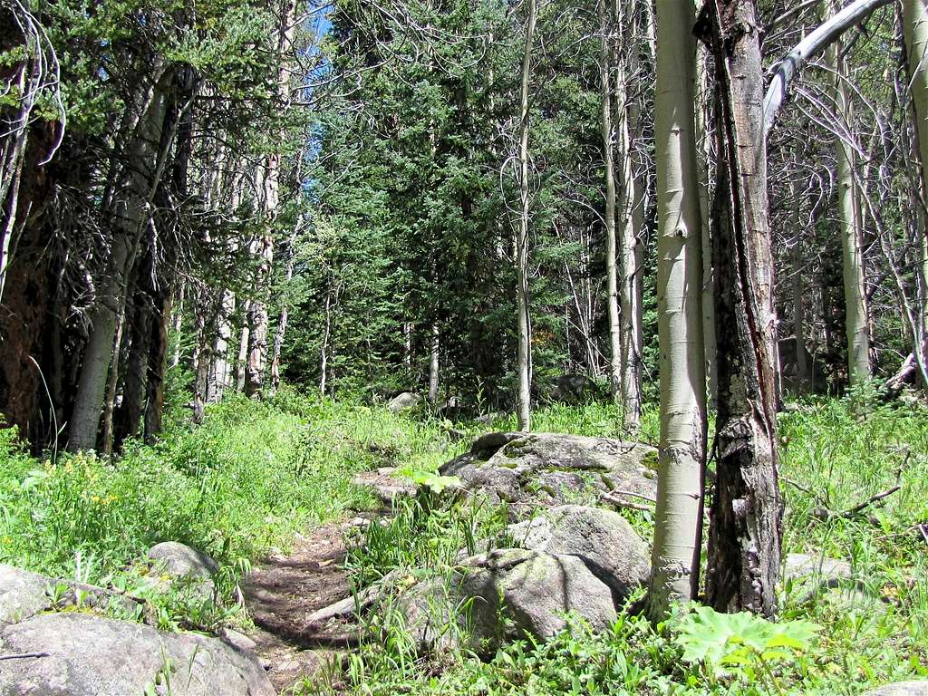 In the Forest on Colorado Trail