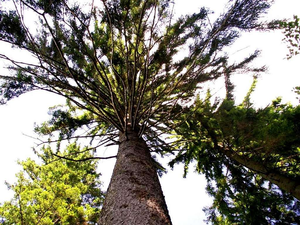 Huge spruce...