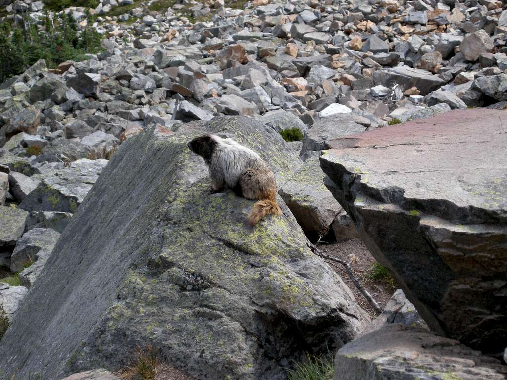 A fat marmot