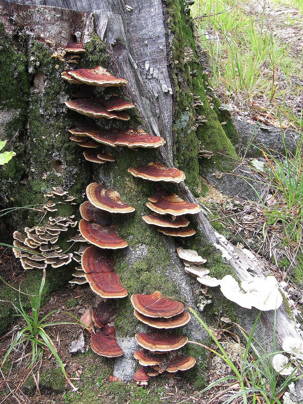 Mushrooms (Buila Vânturariţa mountain).