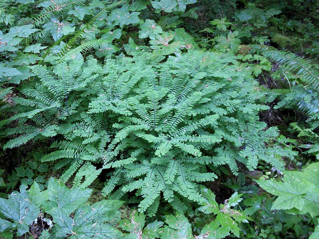 fern