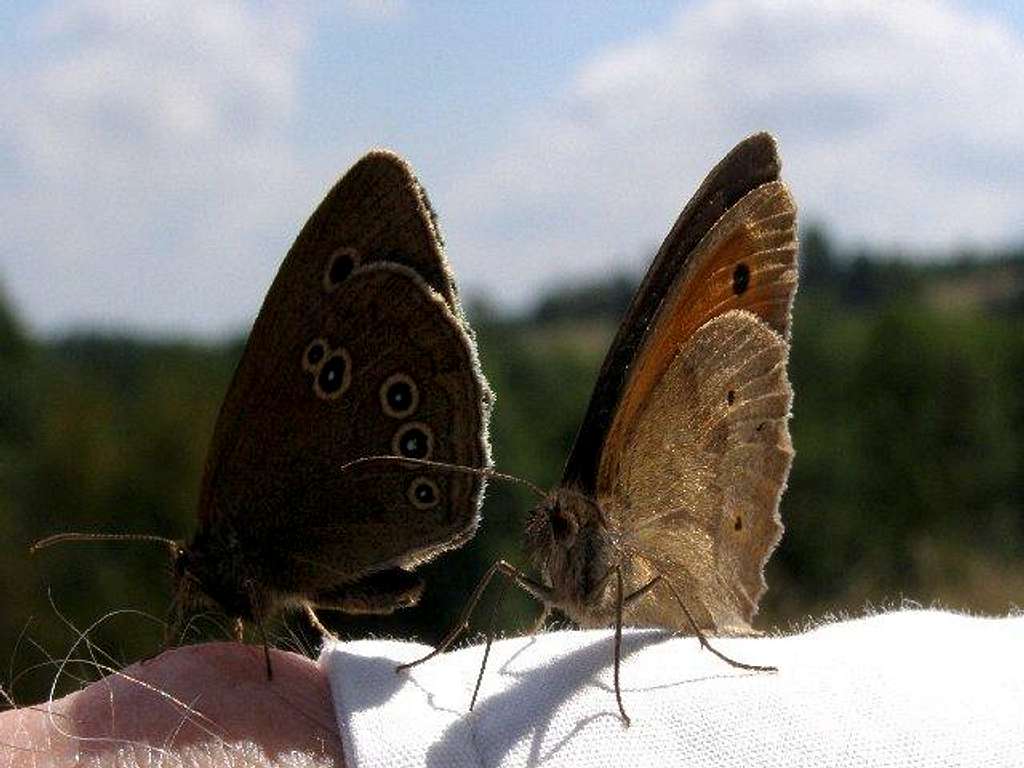 A Pair of Ringlets 