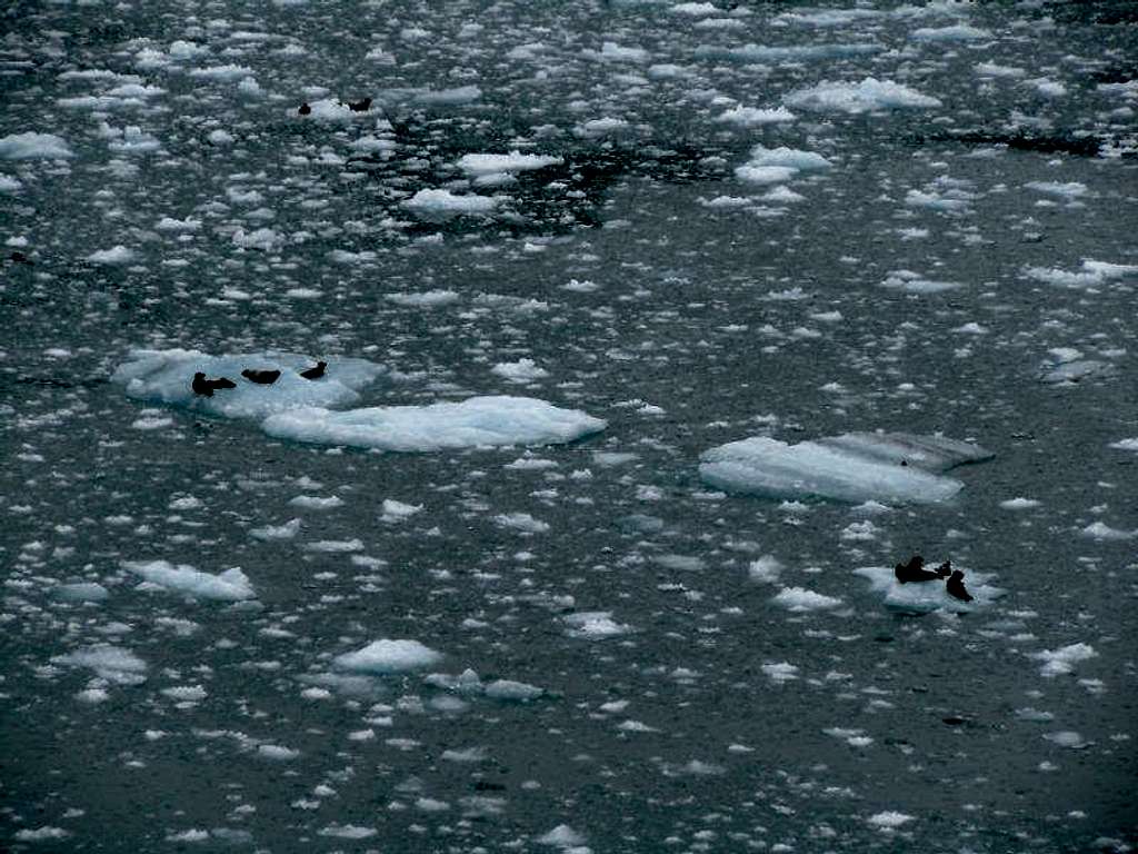 Seals by Hubbard Glacier