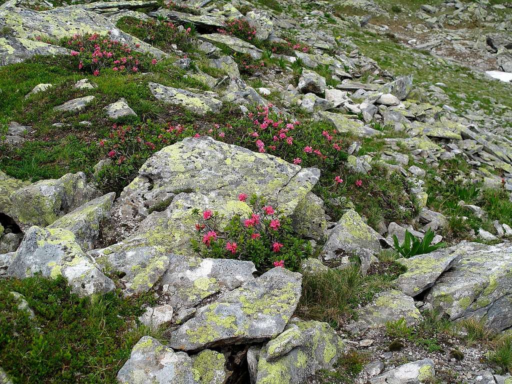 Rocks and rhododendrons...