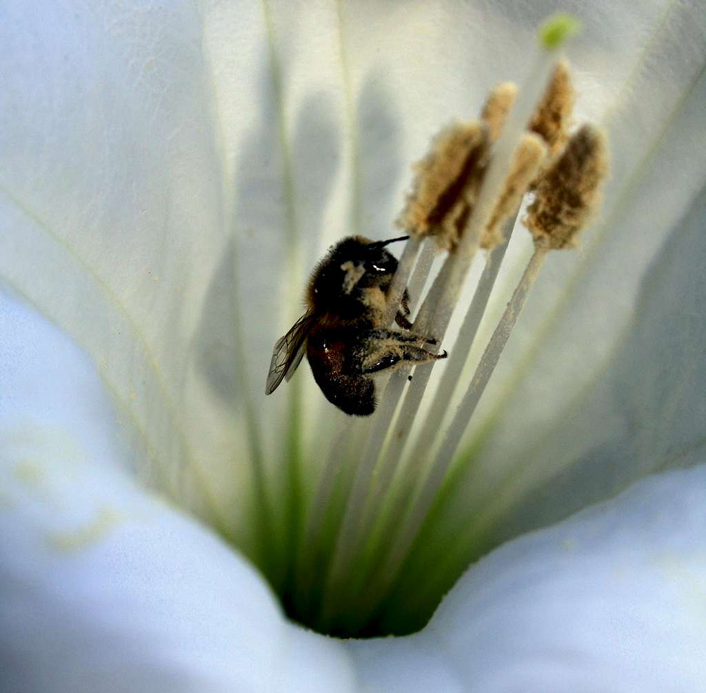 A bee in a desert flower