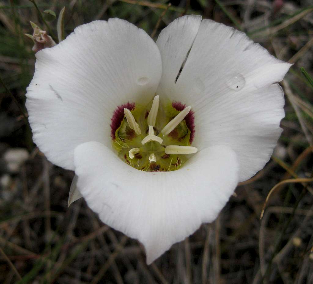 Sego Lily with Raindrops