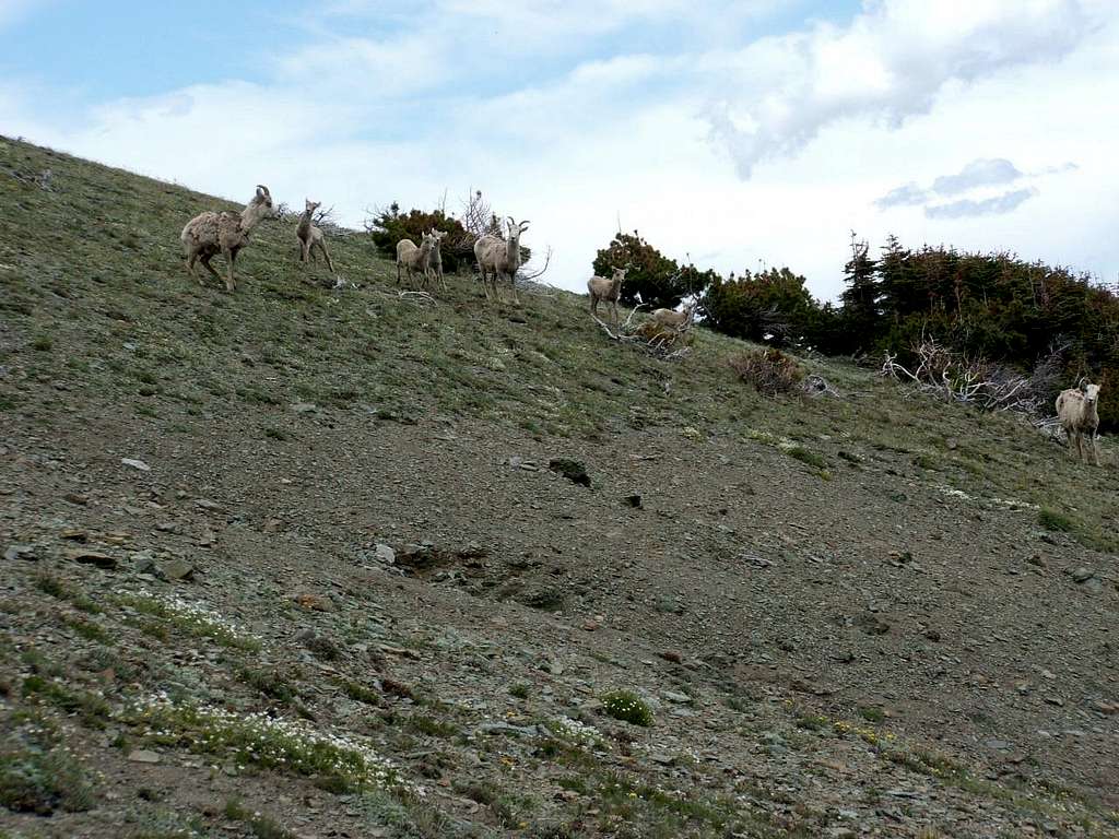 Disreputable Herd of Goats on Calf Robe