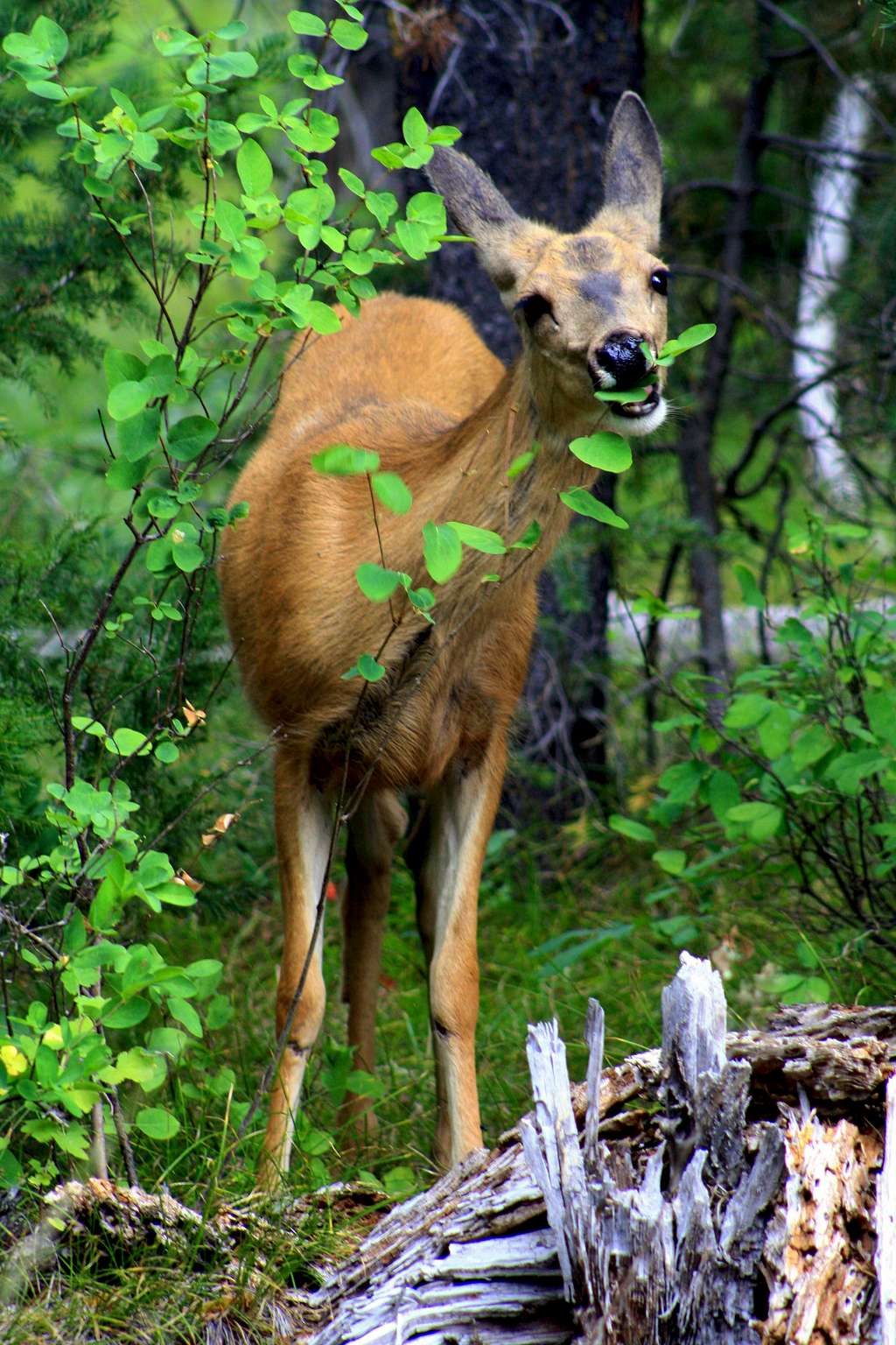 A Deer Up Close