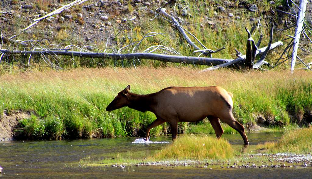 An Elk crossing the Madison River