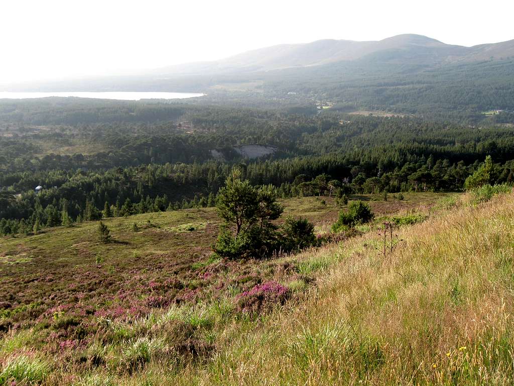 Cairngorm, natural tree line