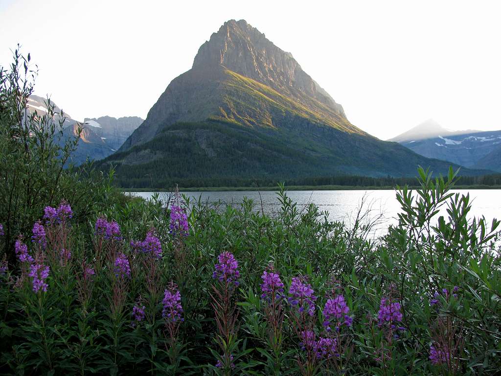 Swiftcurrent Lake wildflowers