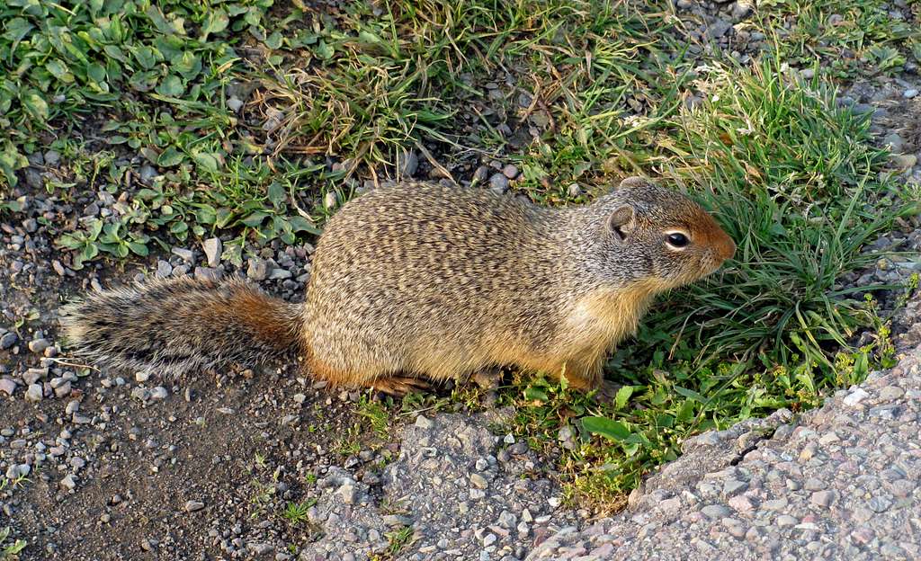 Logan Pass squirrel
